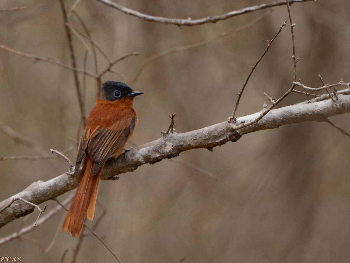 Malagasy Paradise-Flycatcher (Malagasy) - ML644368217