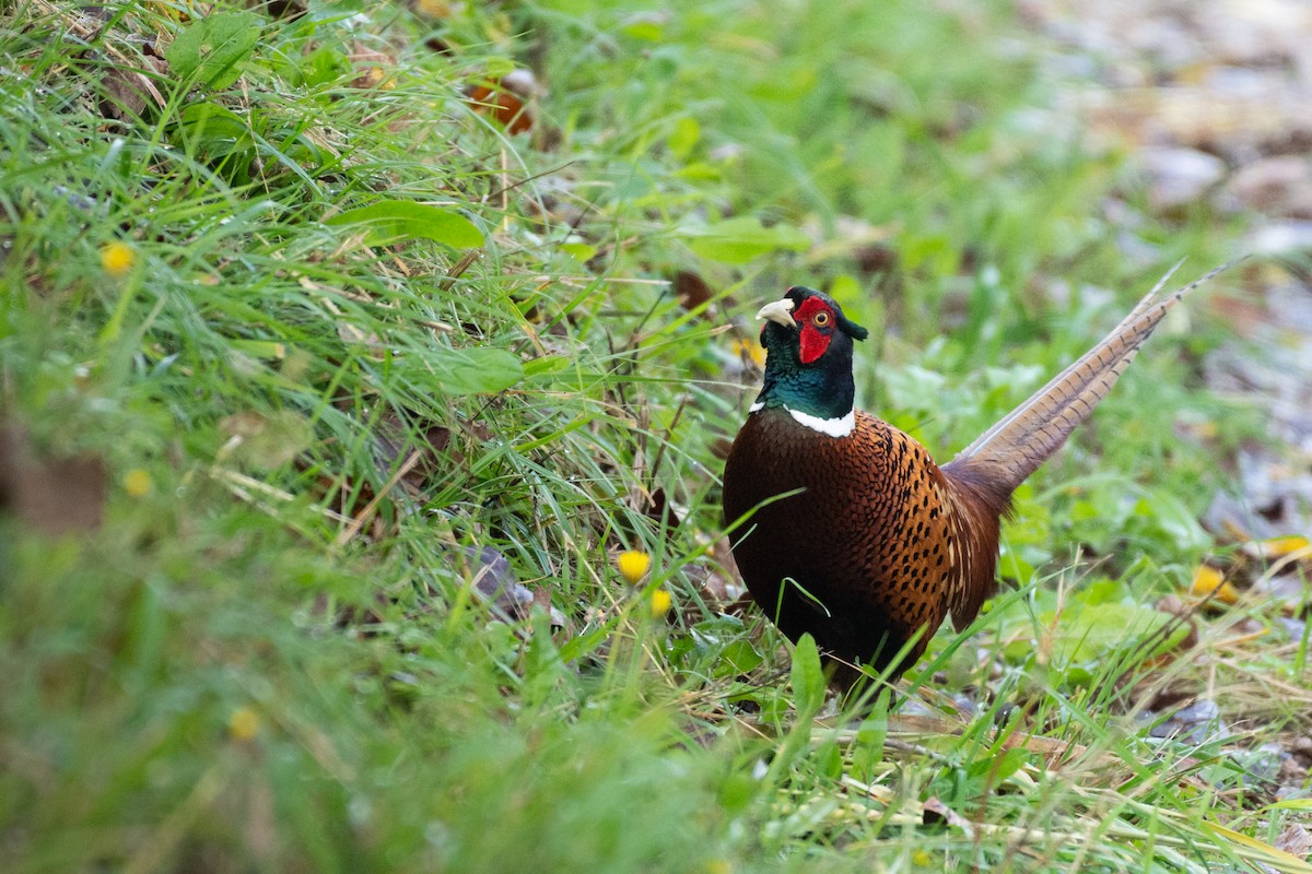 Ring-necked Pheasant - ML644368218