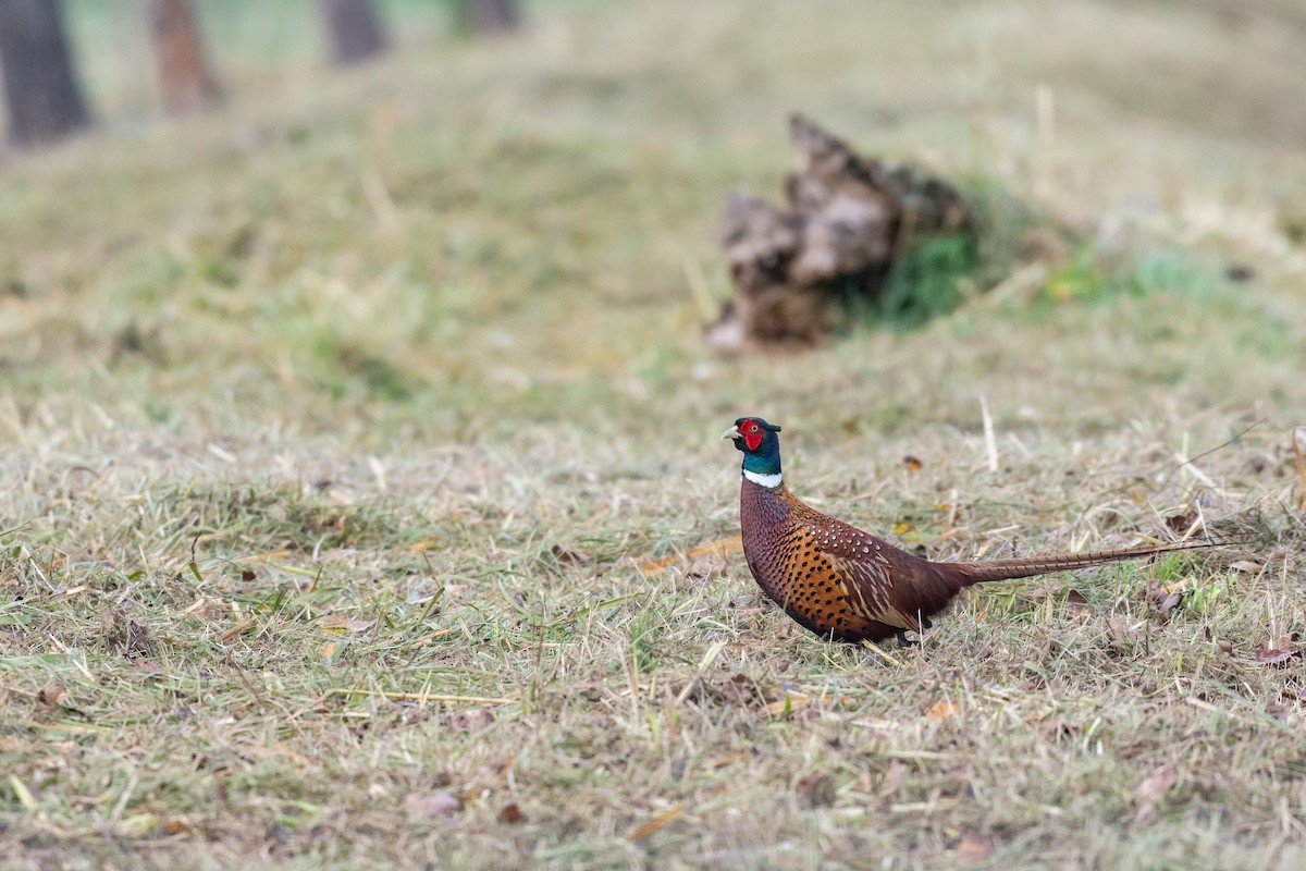 Ring-necked Pheasant - ML644368219