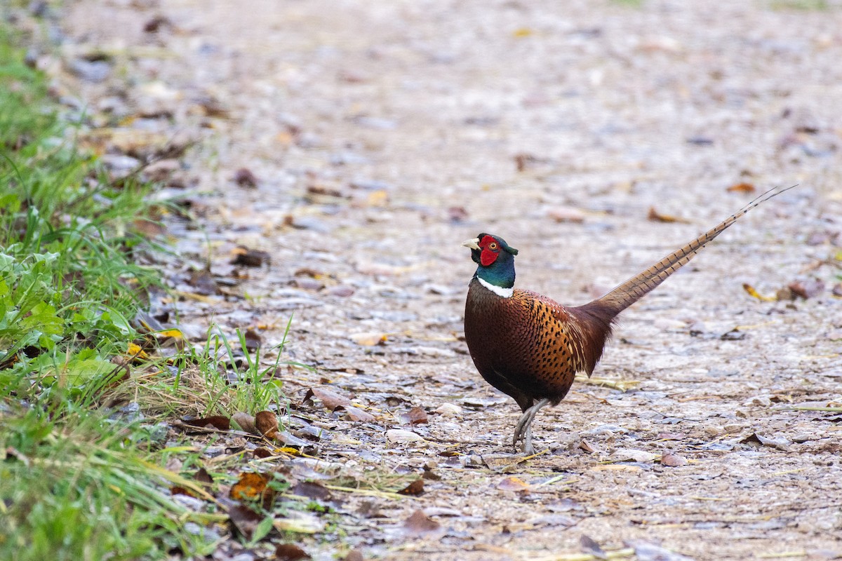 Ring-necked Pheasant - ML644368220