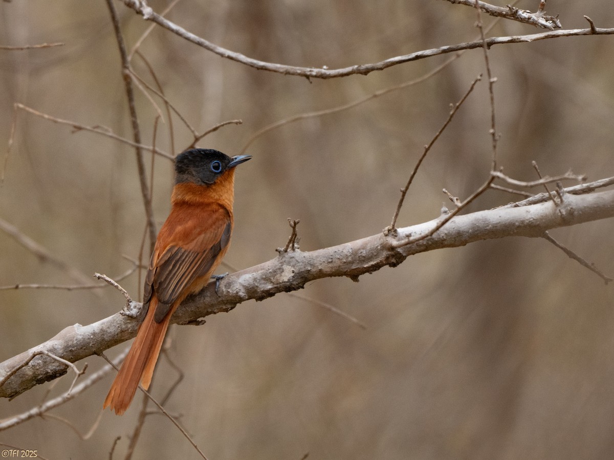 Malagasy Paradise-Flycatcher (Malagasy) - ML644368221