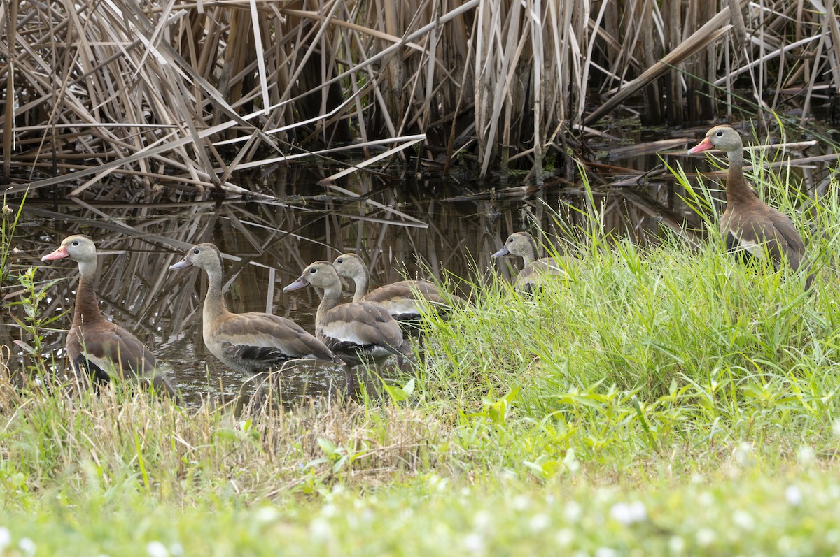 Black-bellied Whistling-Duck - ML644368222