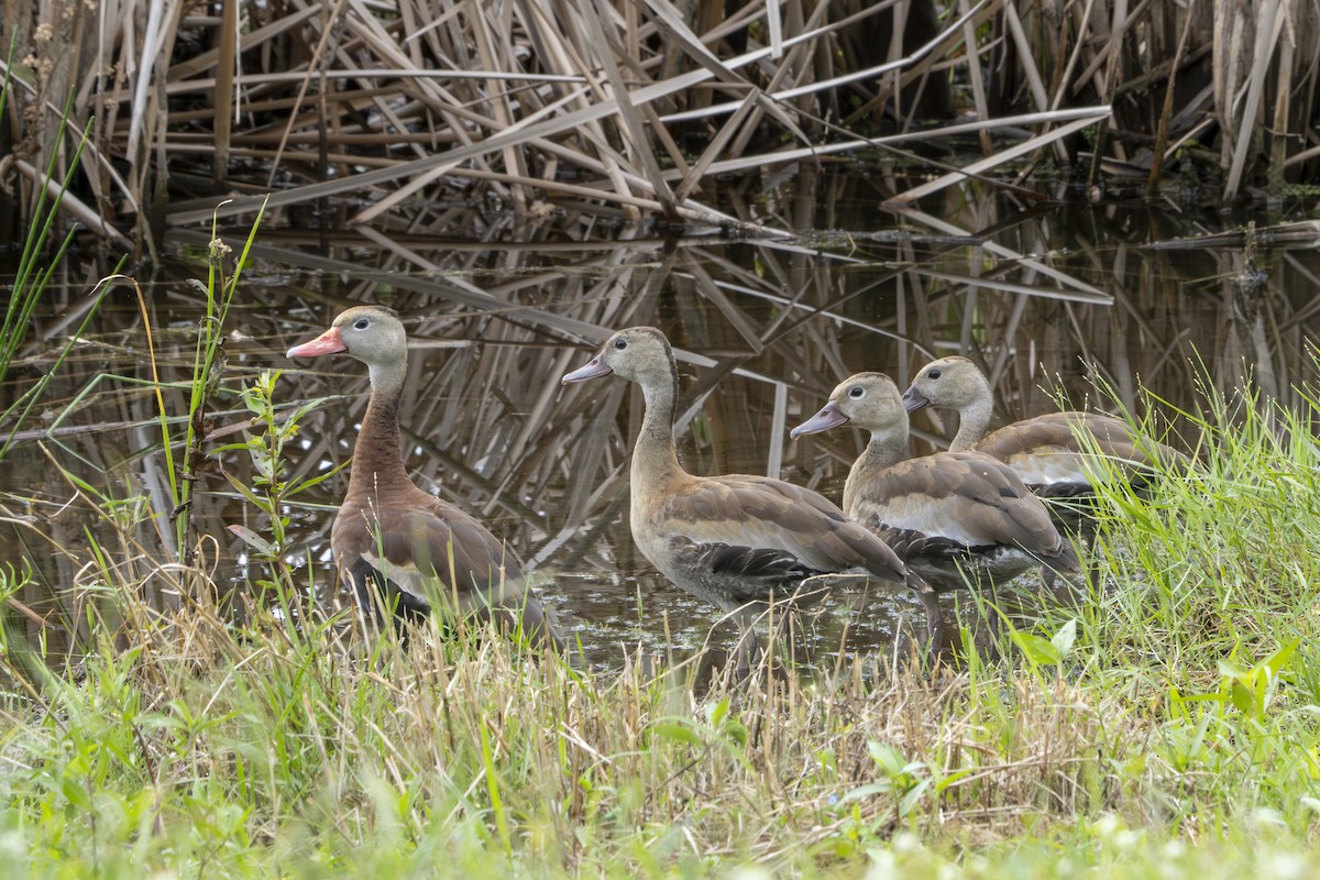 Black-bellied Whistling-Duck - ML644368228