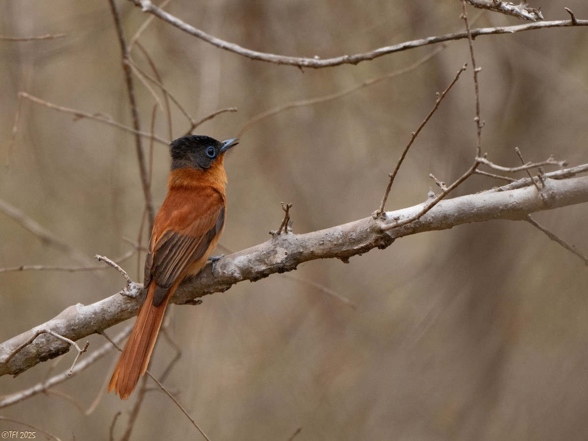Malagasy Paradise-Flycatcher (Malagasy) - ML644368230