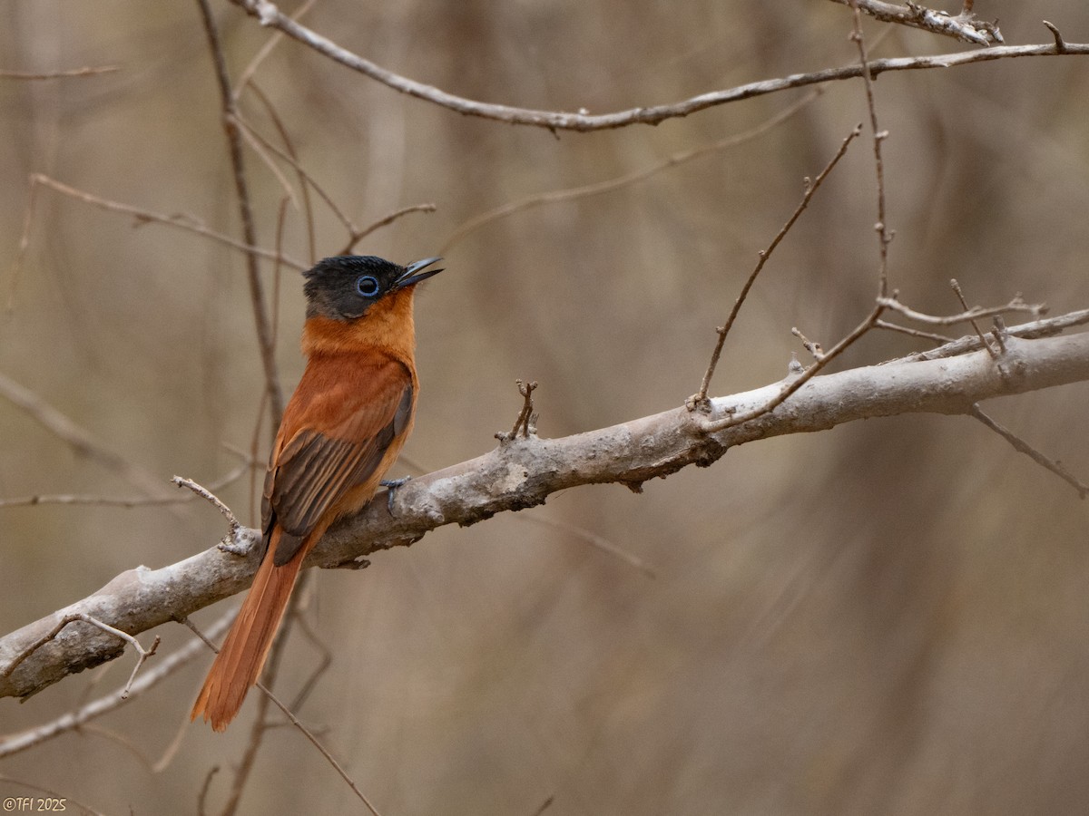 Malagasy Paradise-Flycatcher (Malagasy) - ML644368237