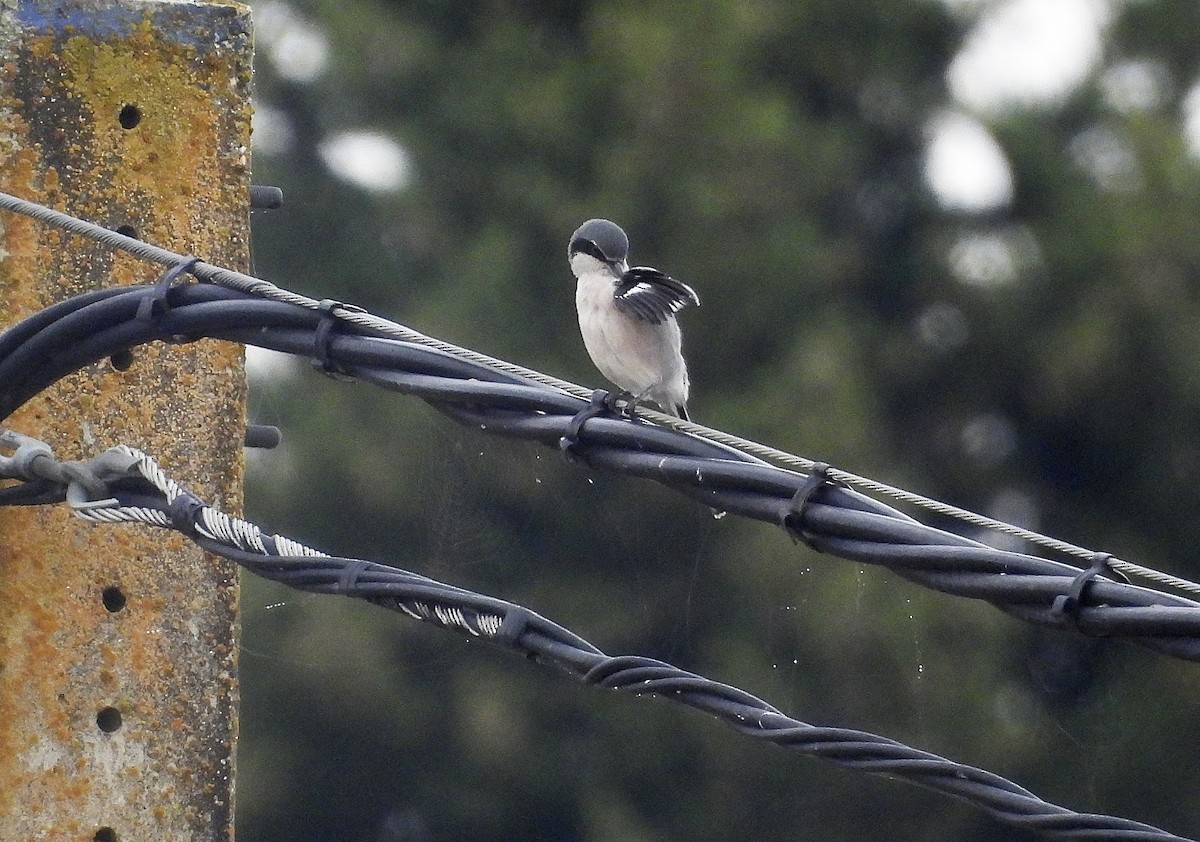 Iberian Gray Shrike - ML644368239
