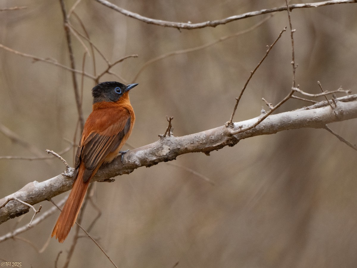 Malagasy Paradise-Flycatcher (Malagasy) - ML644368240