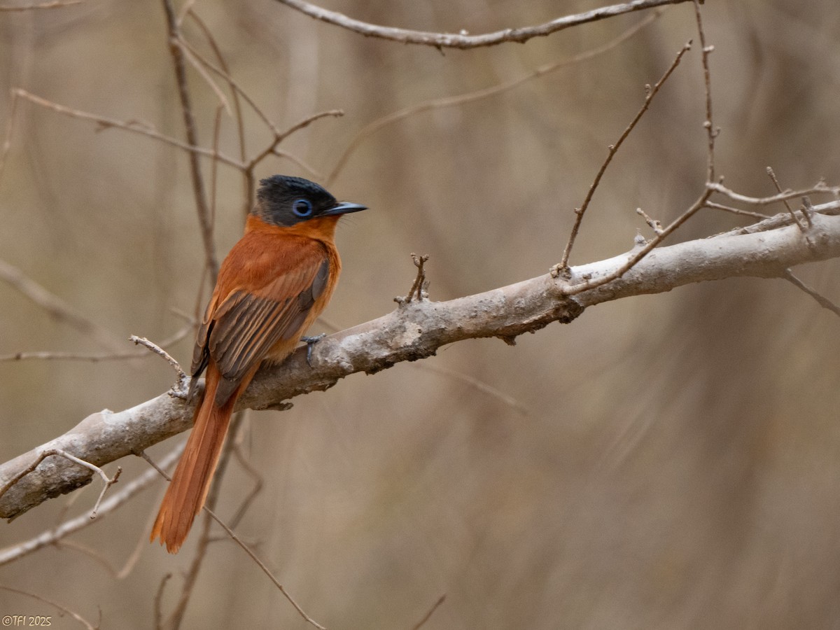 Malagasy Paradise-Flycatcher (Malagasy) - ML644368241