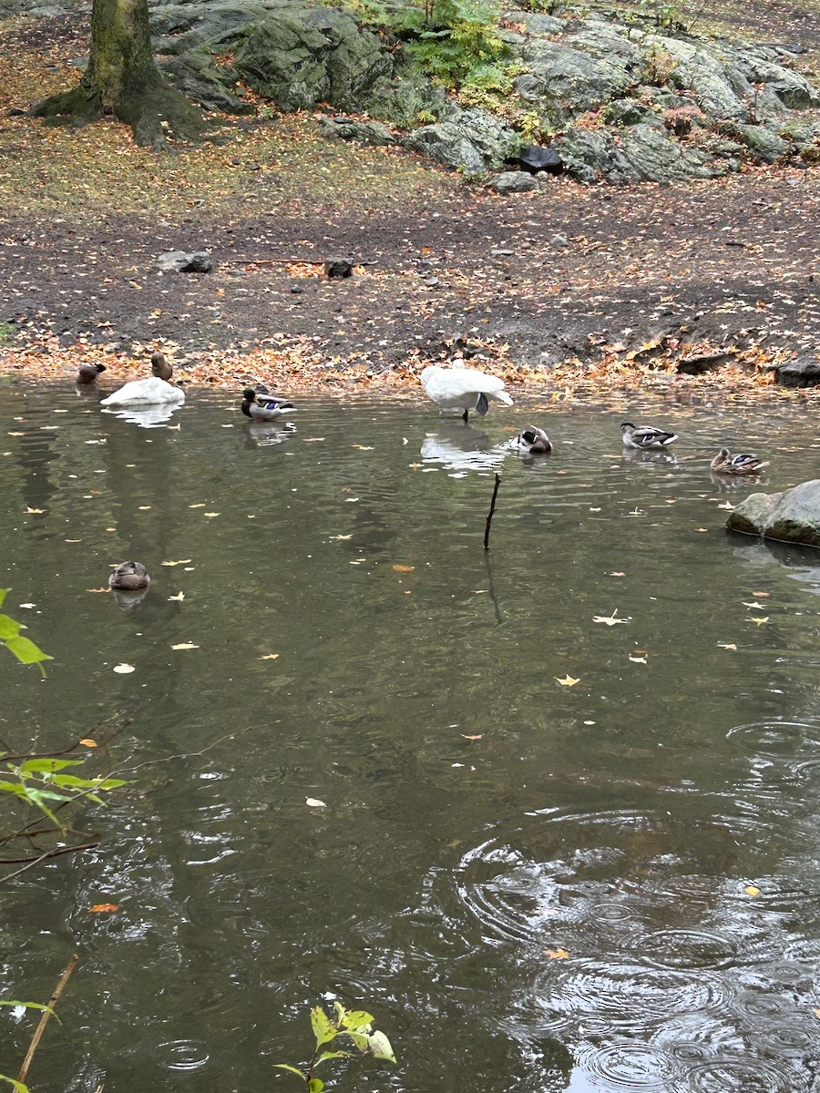 Höckerschwan - ML644368247