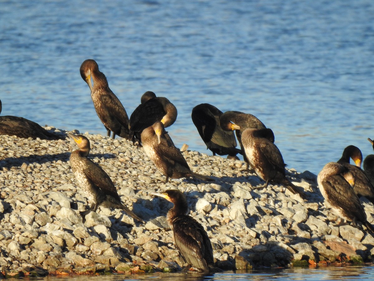 Great Cormorant - ML644368249