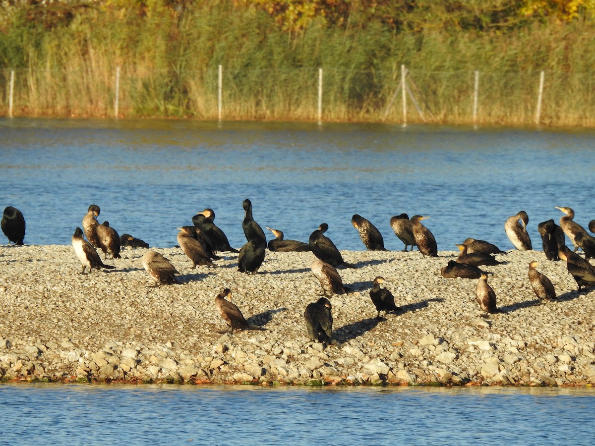 Great Cormorant - ML644368250