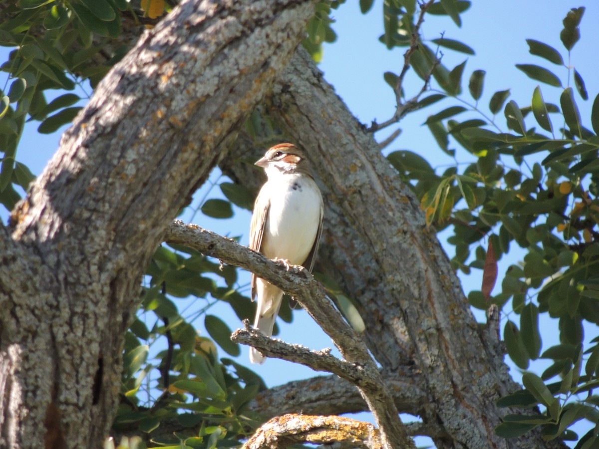 Lark Sparrow - ML644368255