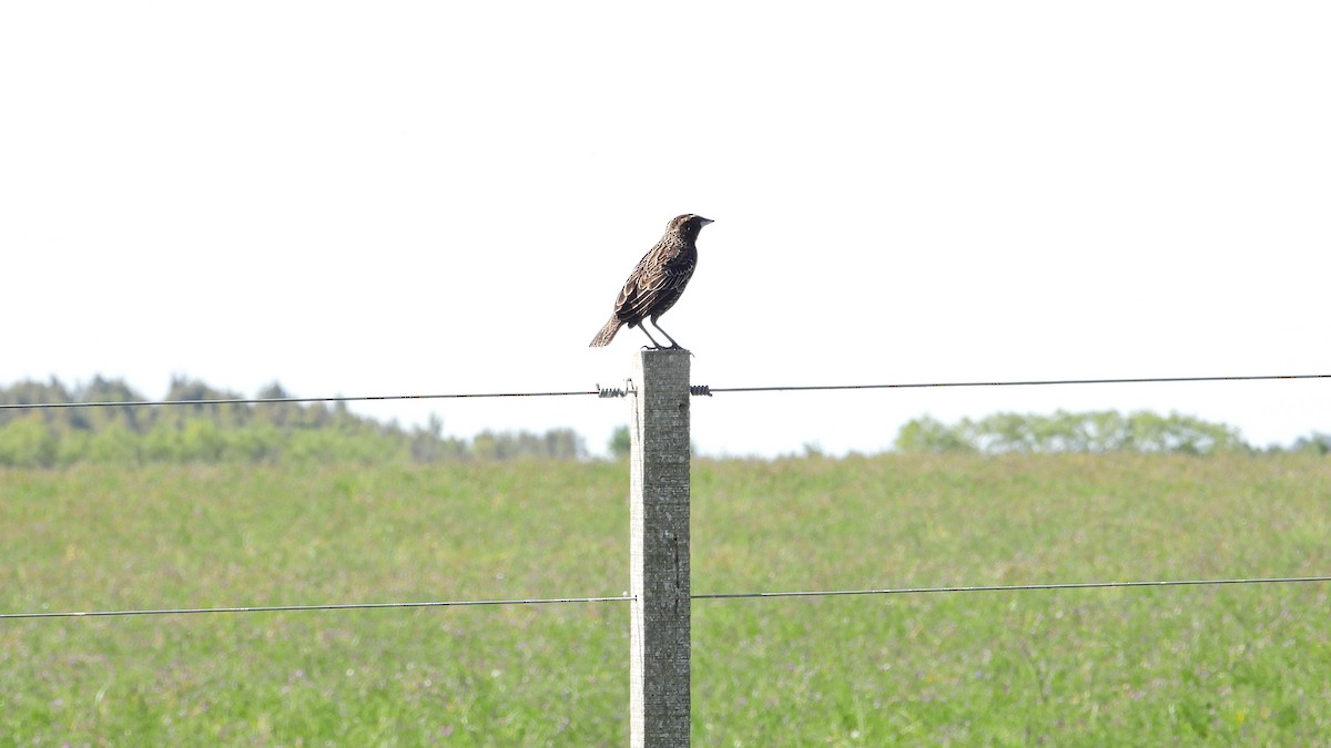 Sturnelle à sourcils blancs - ML644368277