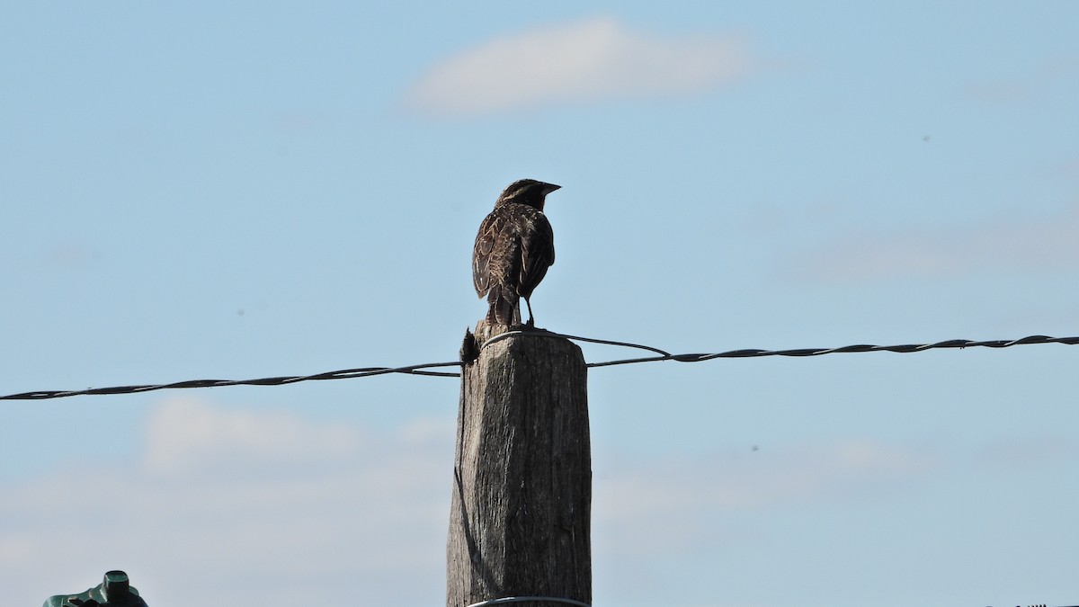 Sturnelle à sourcils blancs - ML644368278