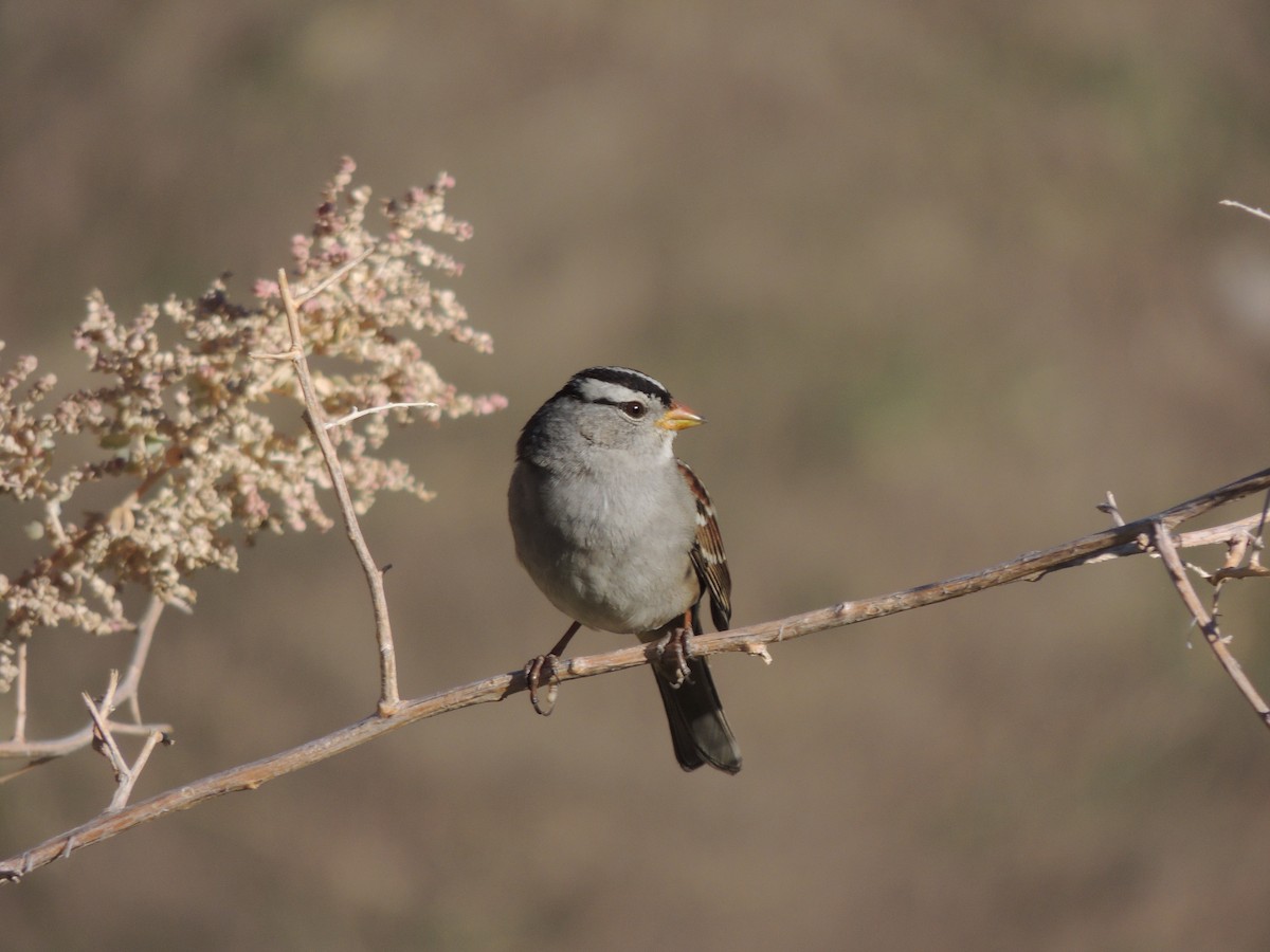 White-crowned Sparrow - ML644368281