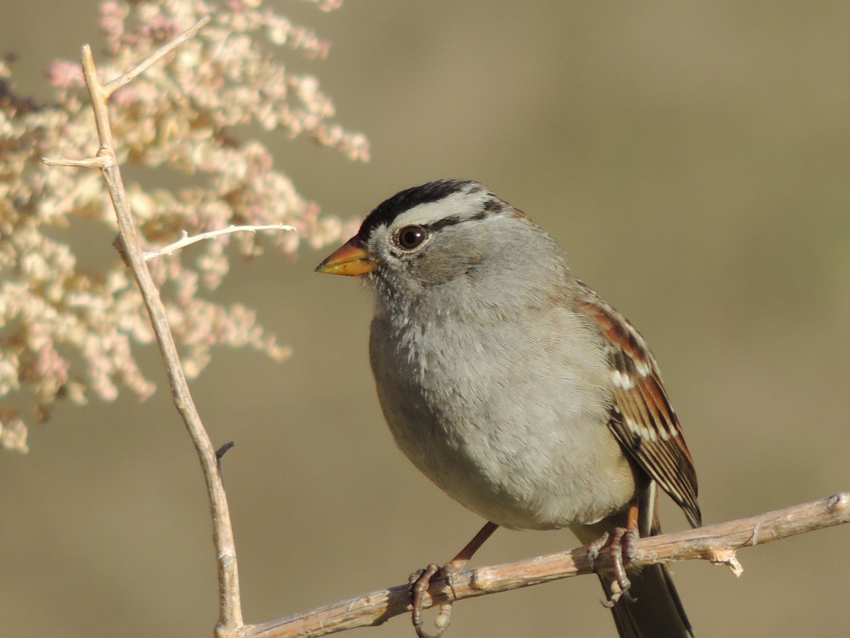 White-crowned Sparrow - ML644368282