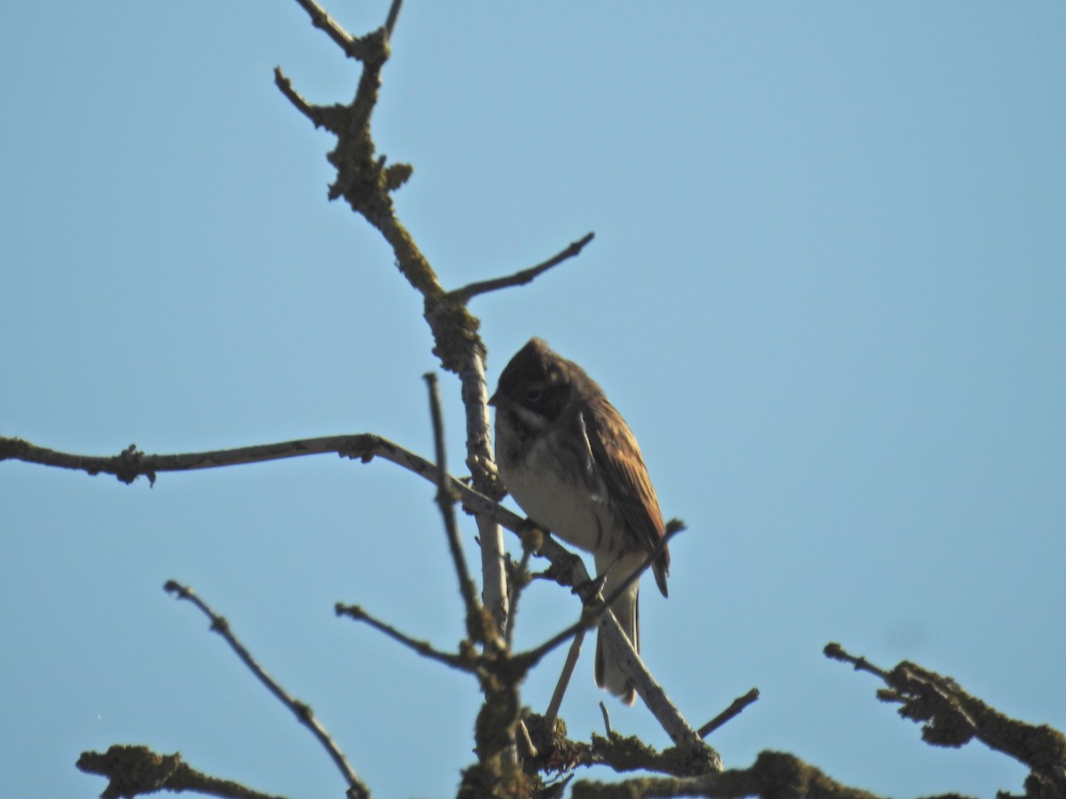 Reed Bunting - ML644368286