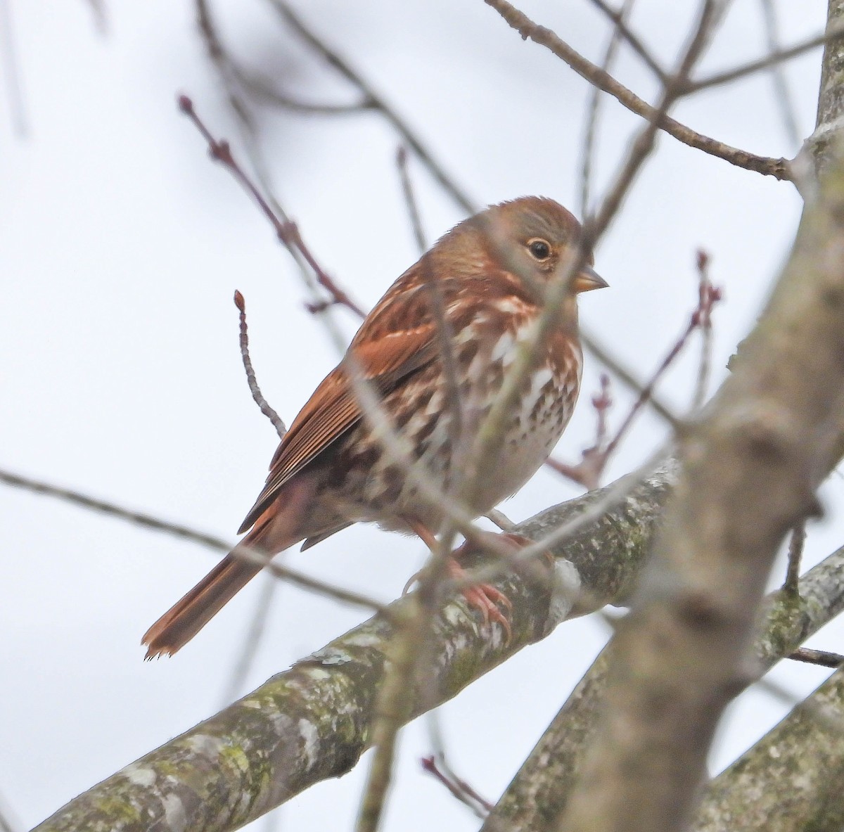Fox Sparrow - ML644368292