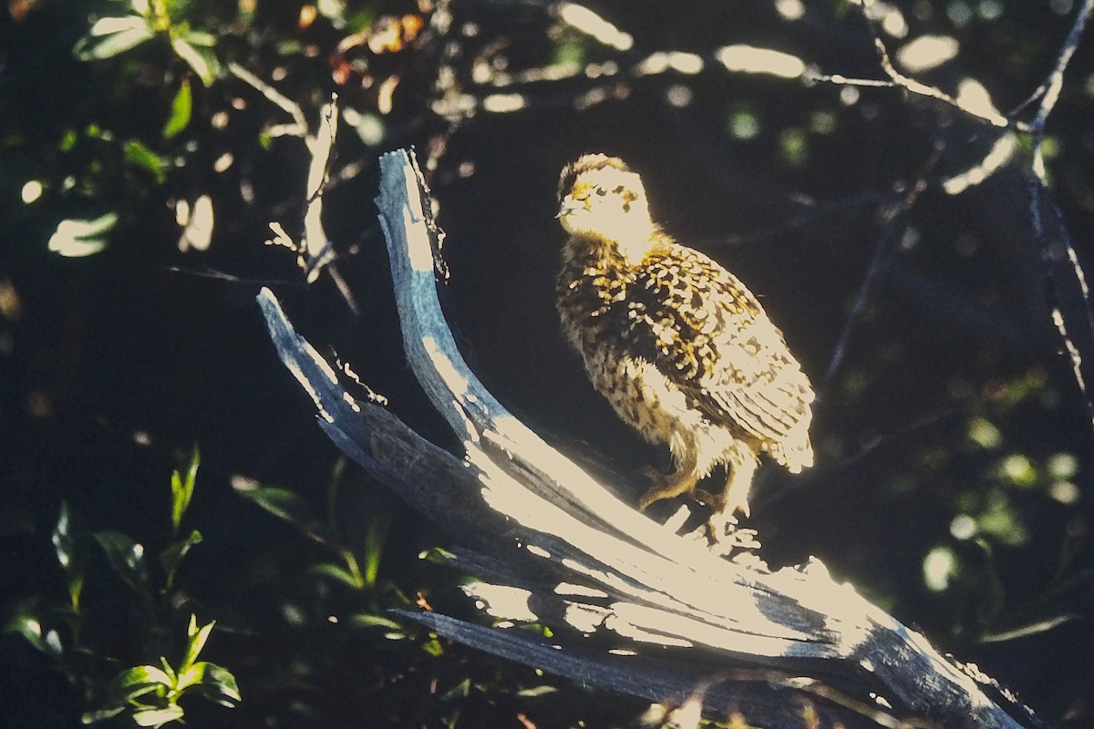 Willow Ptarmigan - ML644368301