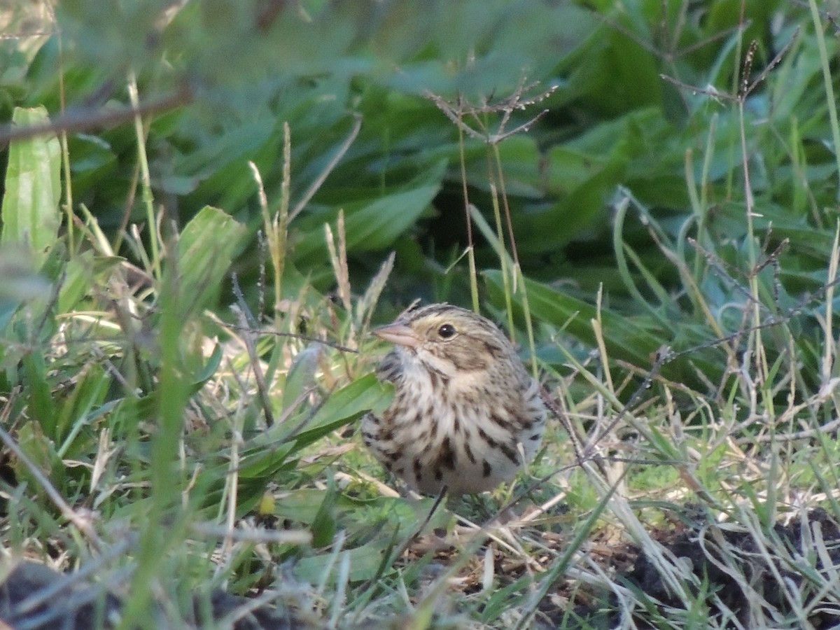 Savannah Sparrow - ML644368305