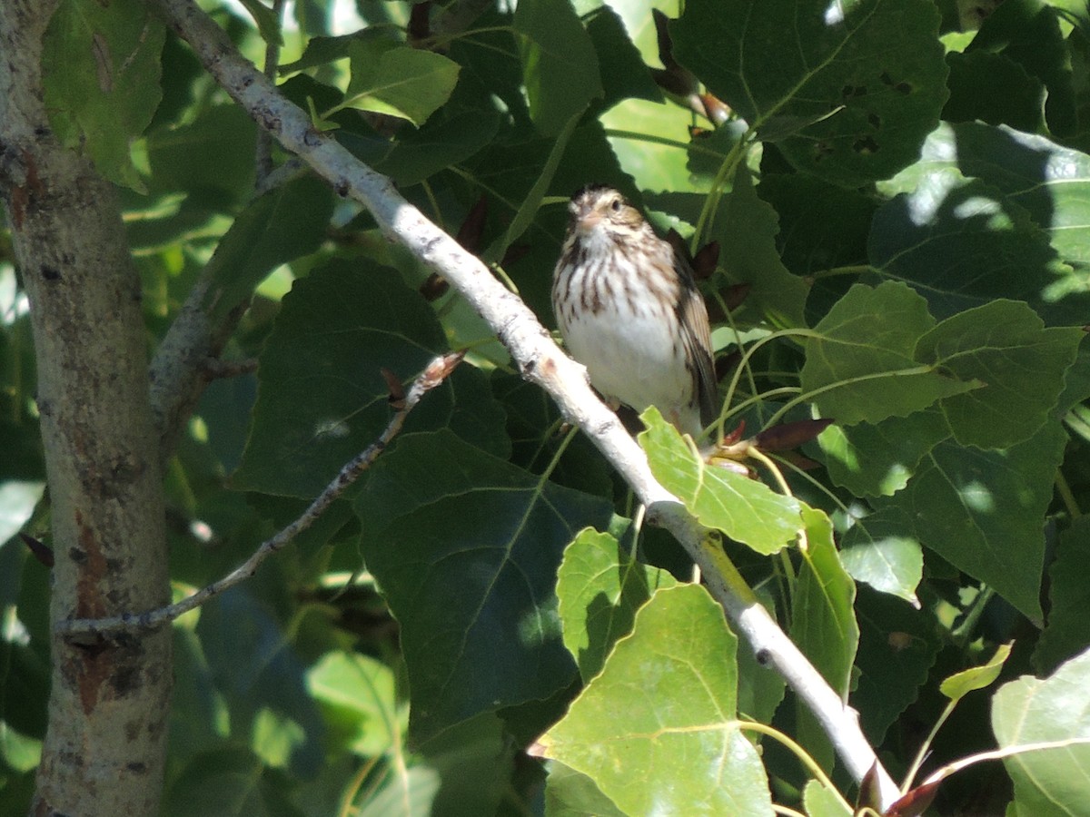 Savannah Sparrow - ML644368306