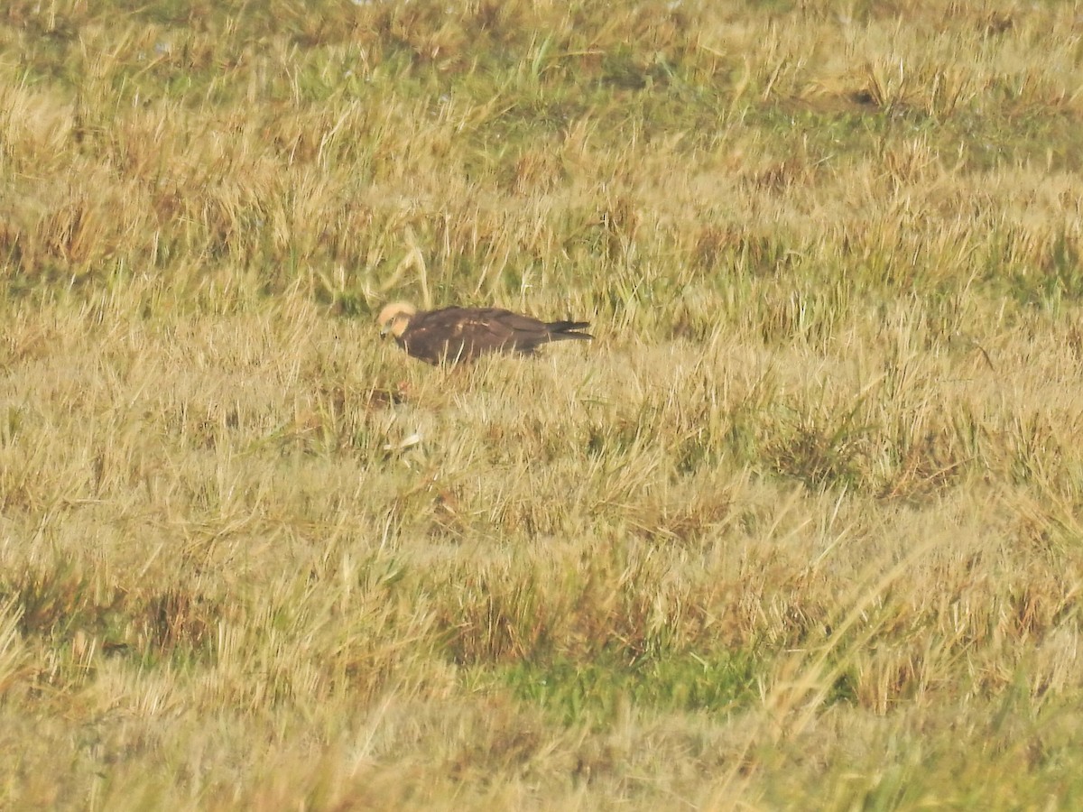 Western Marsh Harrier - ML644368311