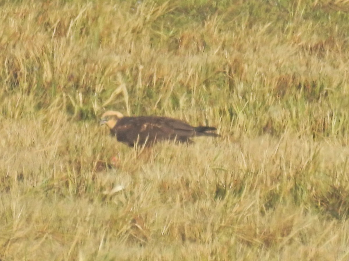 Western Marsh Harrier - ML644368312