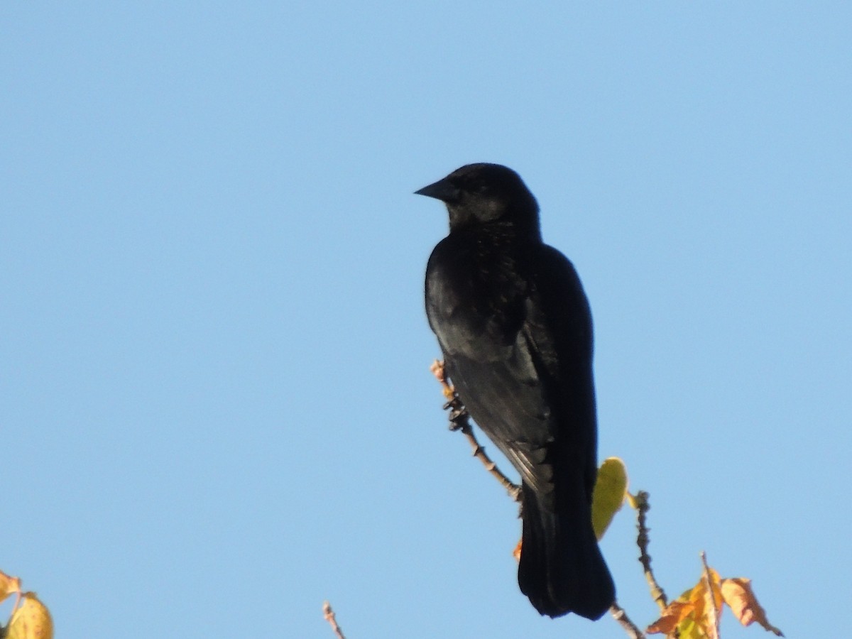 Red-winged Blackbird - ML644368319