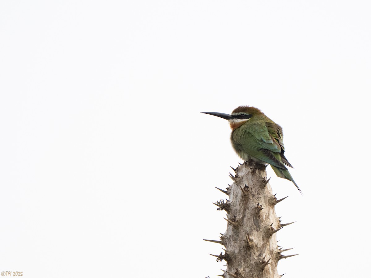 Olive Bee-eater - ML644368322
