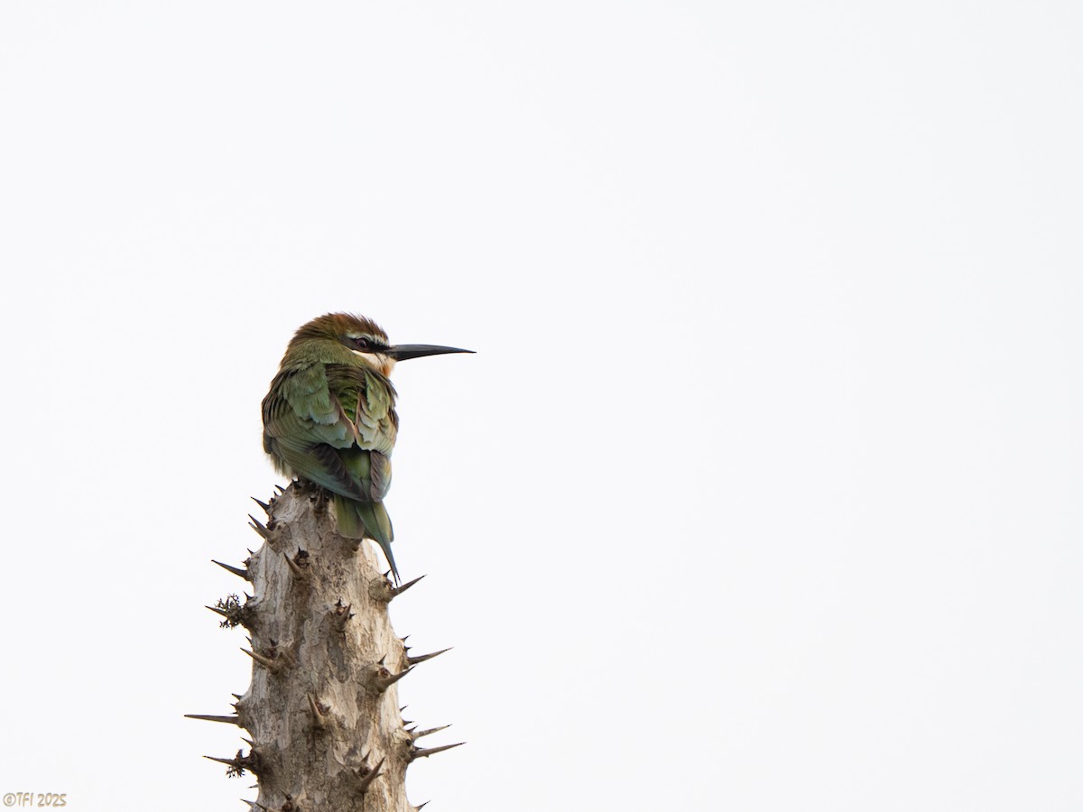 Olive Bee-eater - ML644368323