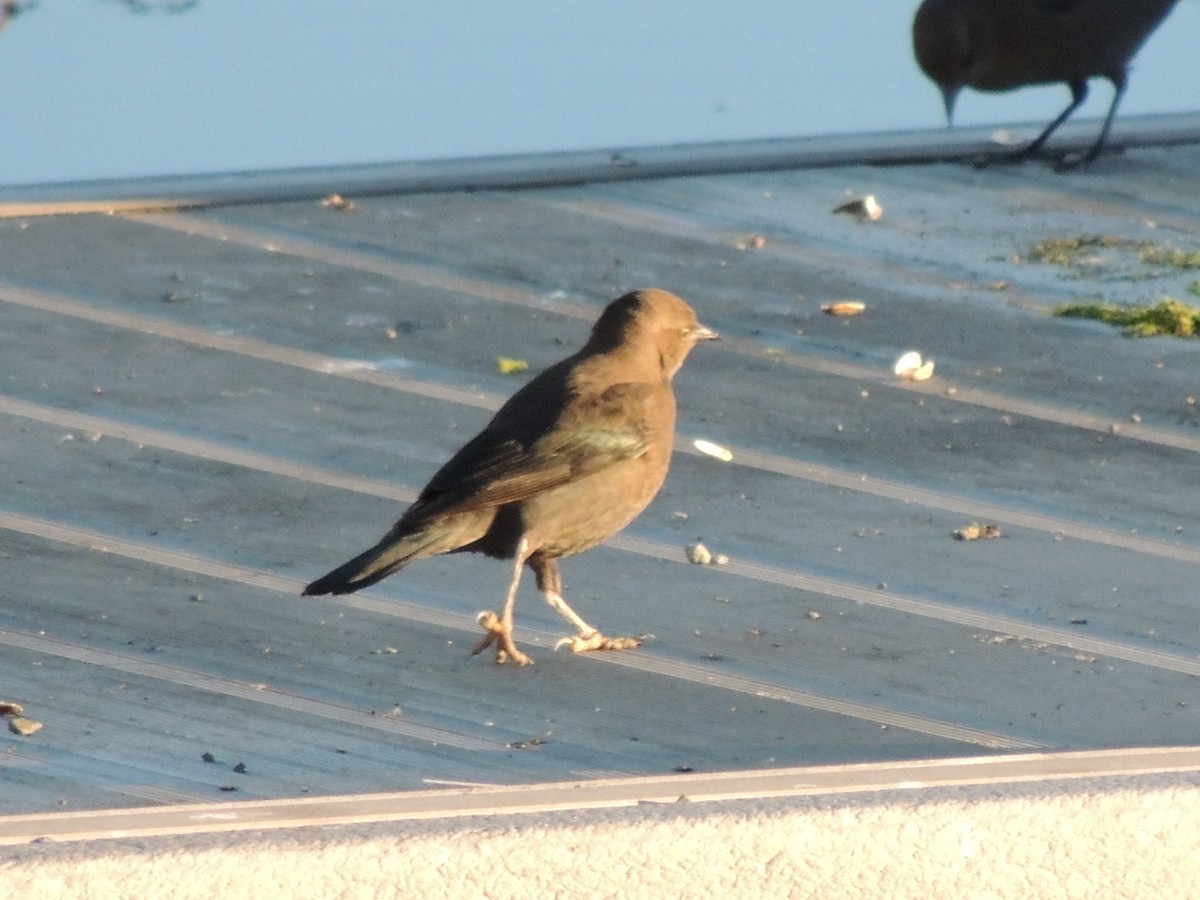 Brewer's Blackbird - ML644368324