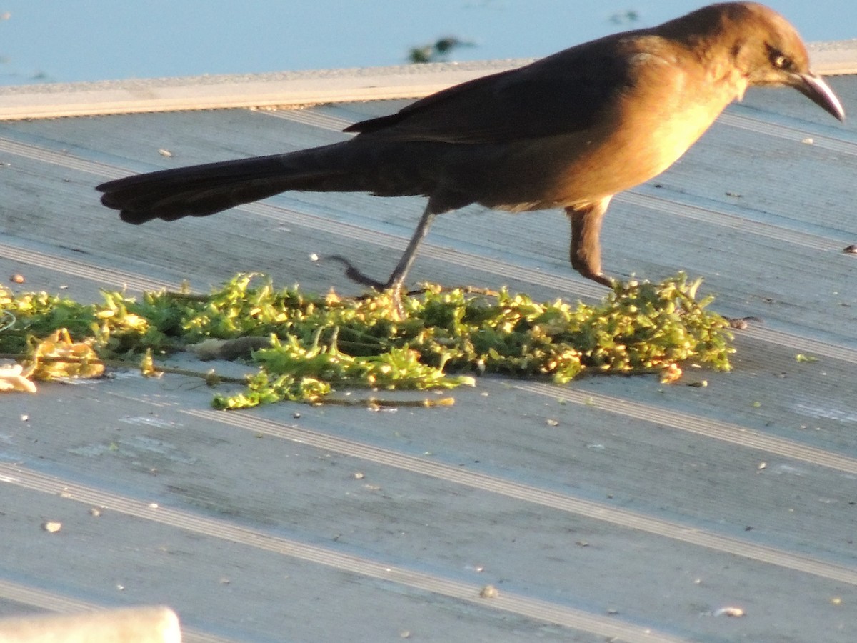 Great-tailed Grackle - ML644368329