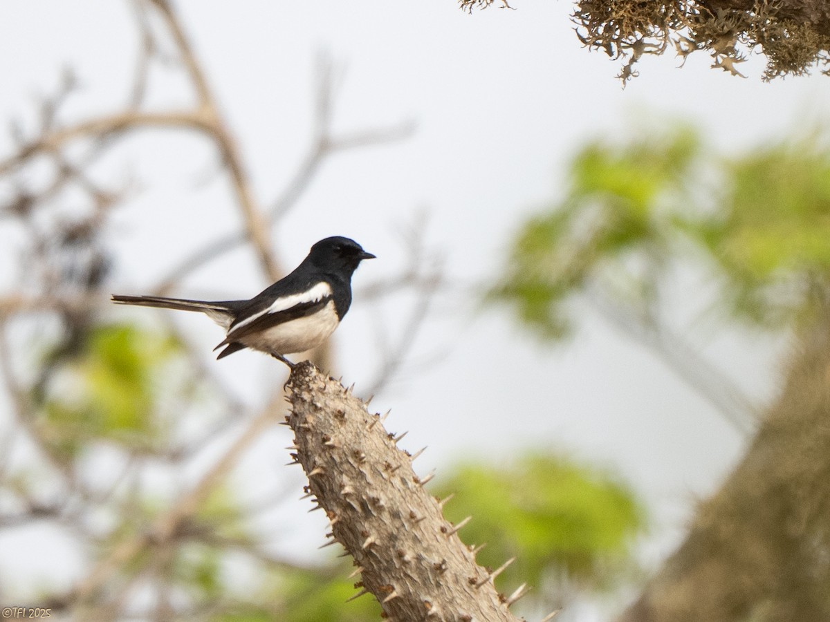 Madagascar Magpie-Robin - ML644368348
