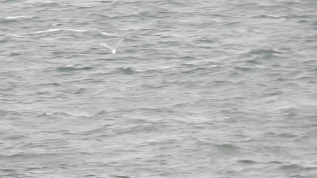 Common Gull - ML644368349