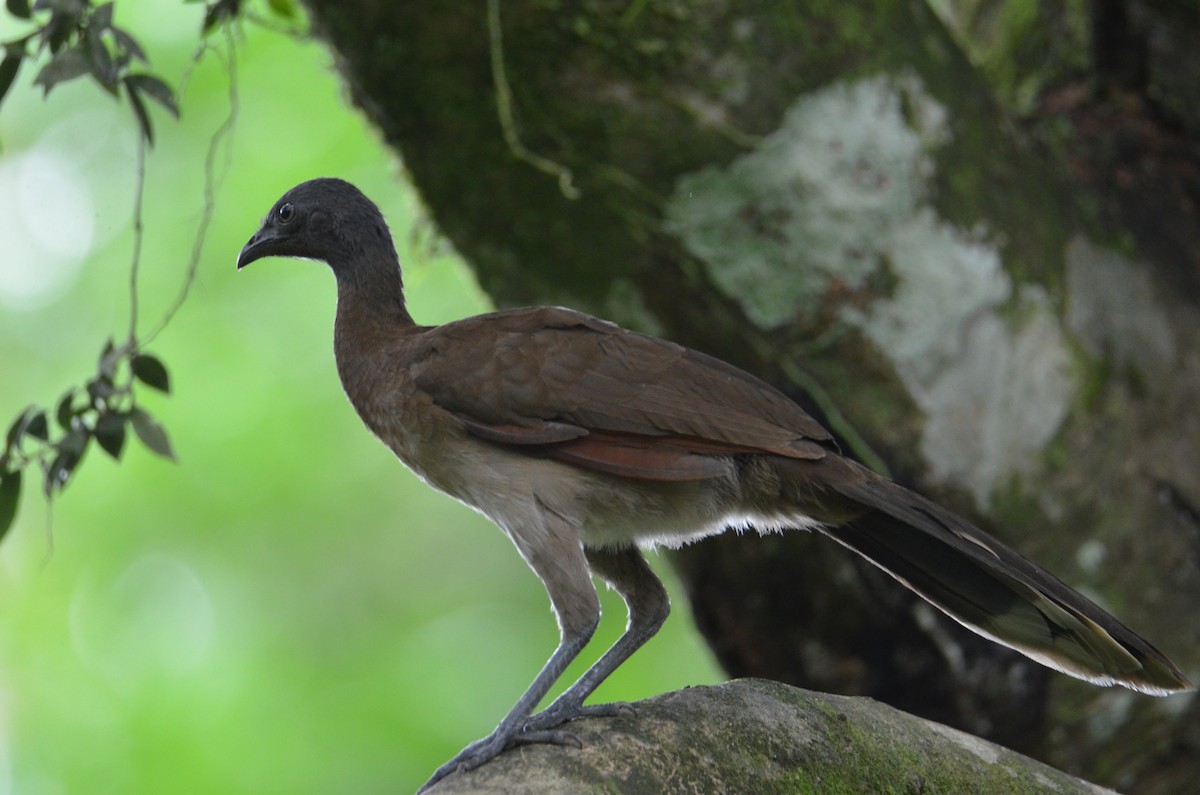 gråhodehokko - ML644368365