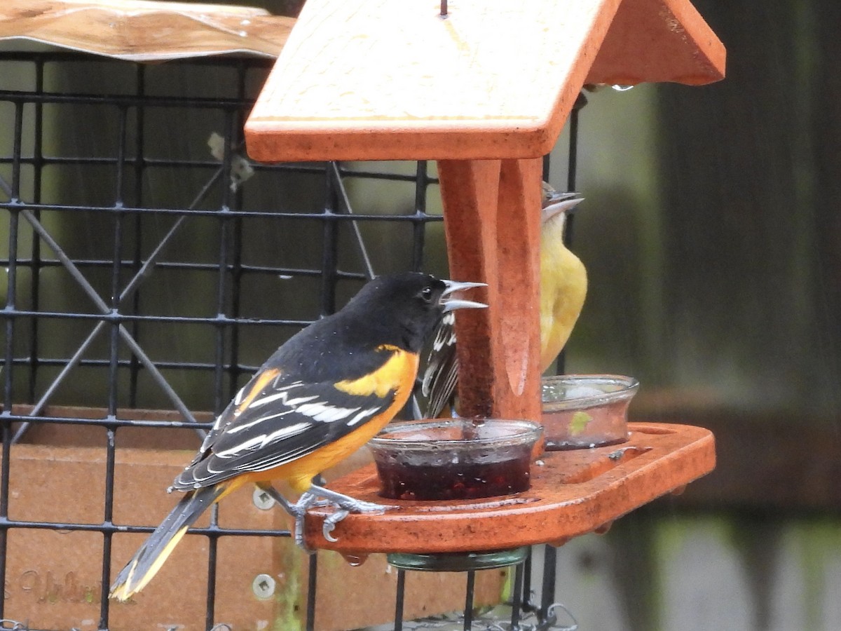 Baltimore Oriole - ML644368377