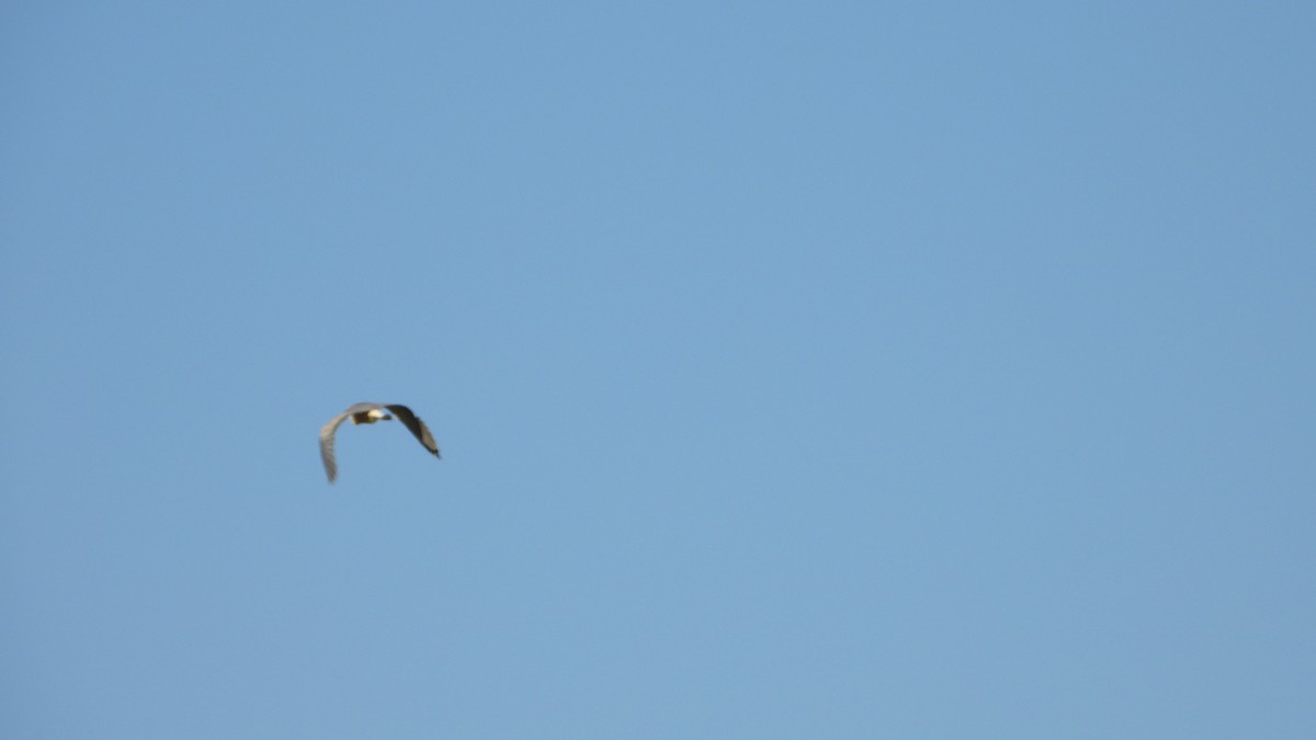 キムネゴイ - ML644368388