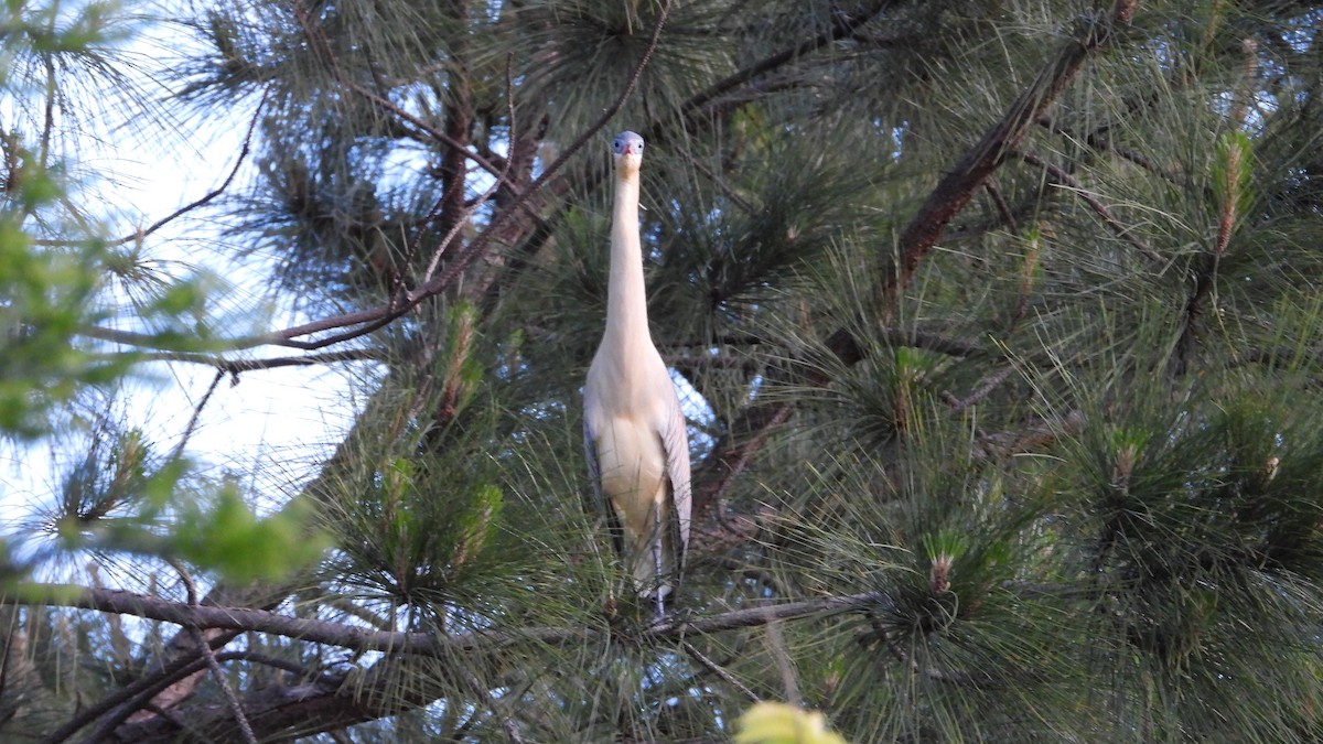 キムネゴイ - ML644368389