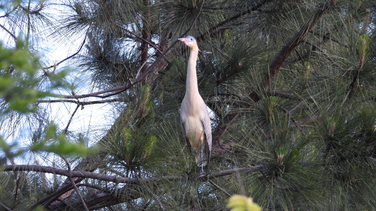 キムネゴイ - ML644368390