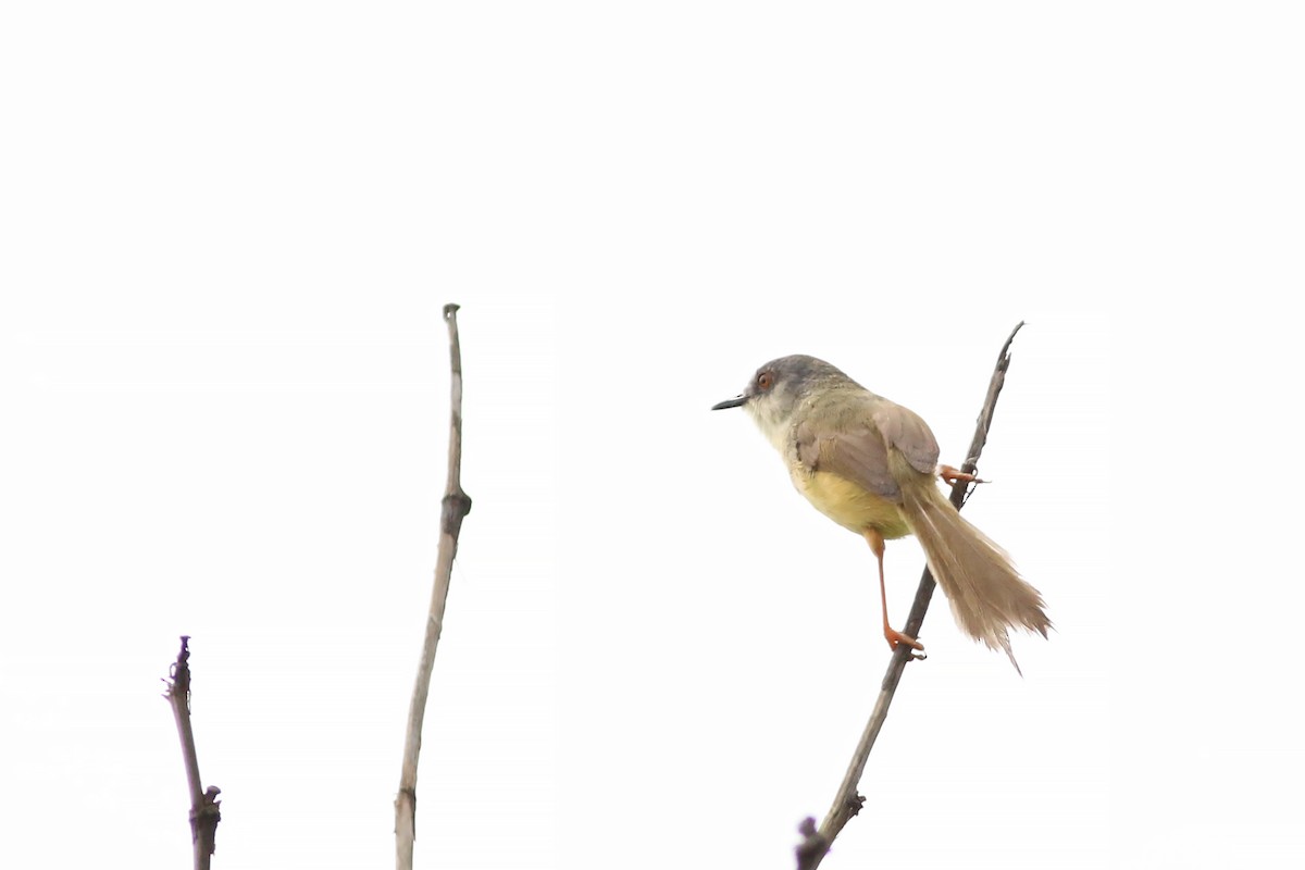 Yellow-bellied Prinia (Chinese) - ML644368391