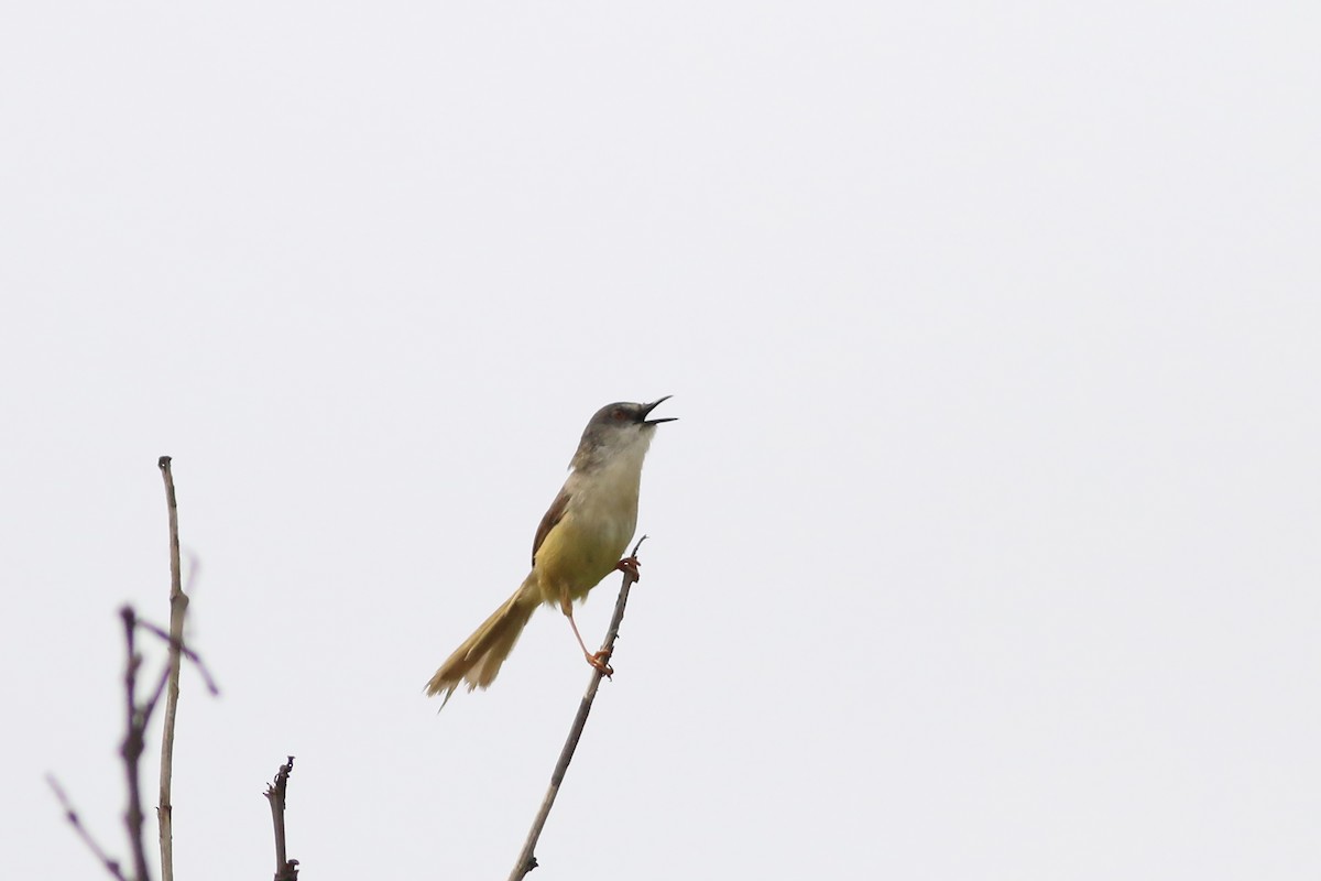 Yellow-bellied Prinia (Chinese) - ML644368392