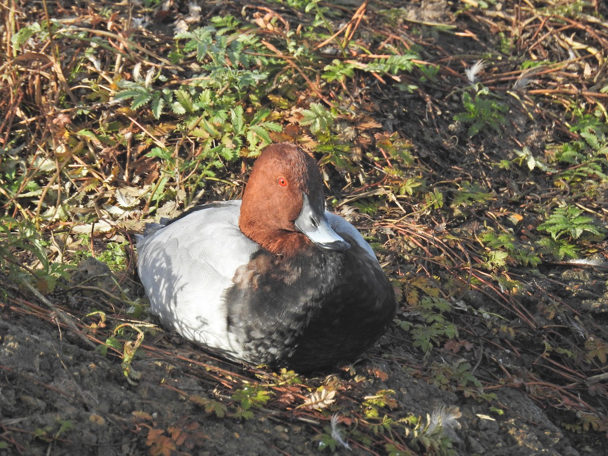 Common Pochard - ML644368396