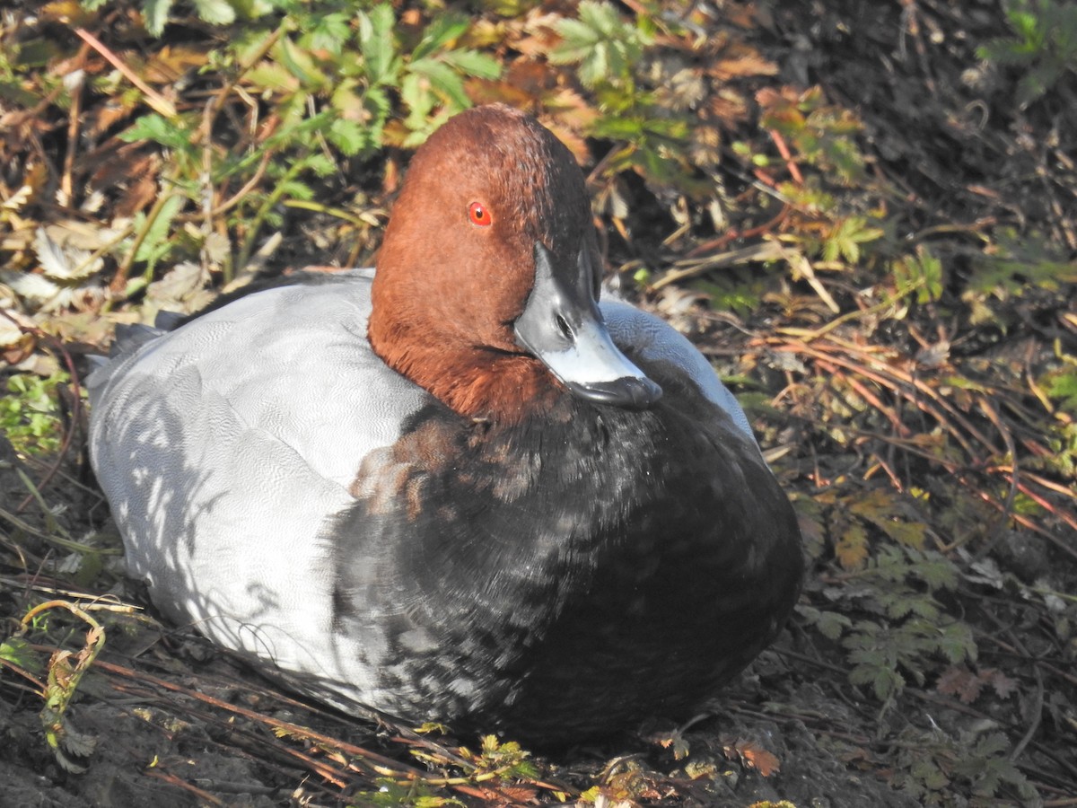 Common Pochard - ML644368397