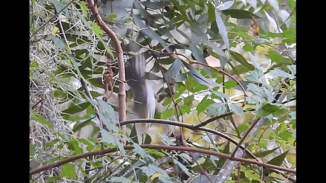 Golden-winged Warbler - ML644368407