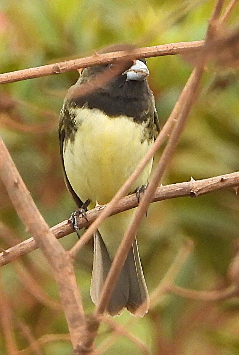 Gelbbauchspelzer - ML644368416