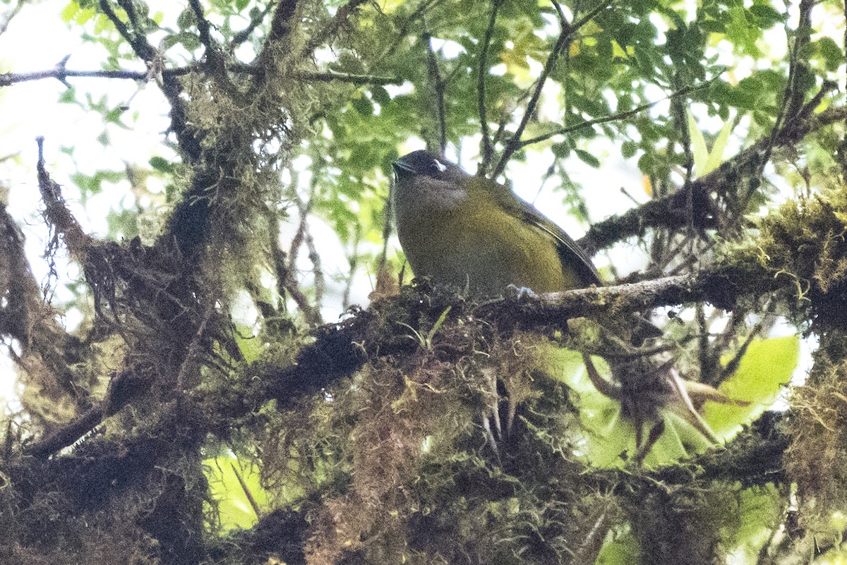 Common Chlorospingus - ML644368420