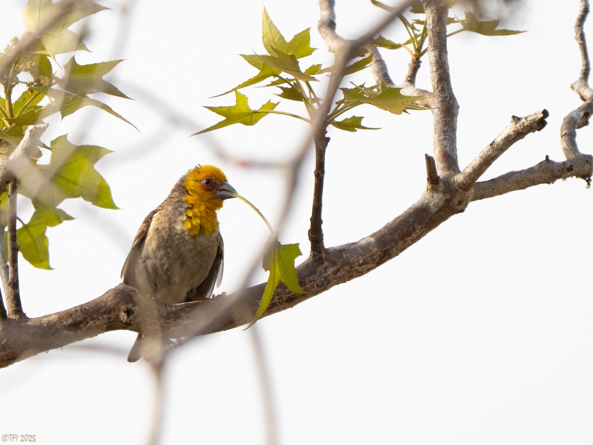 Sakalava Weaver - ML644368422