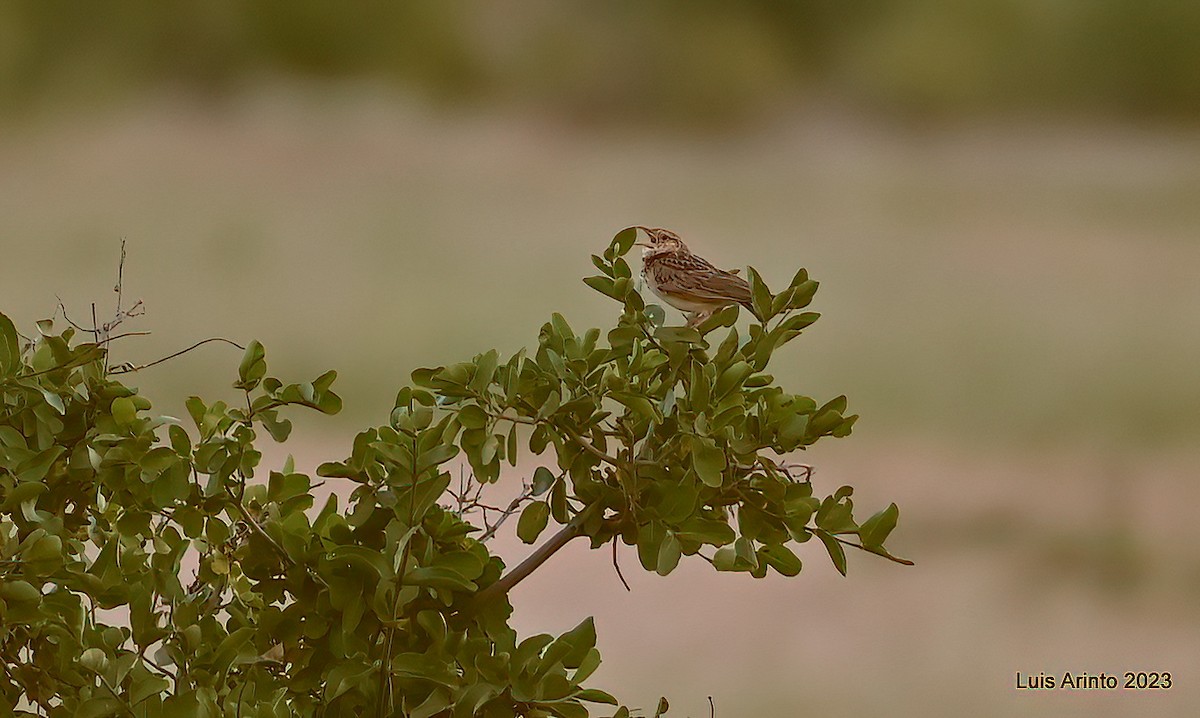 skřivan keňský - ML644368427