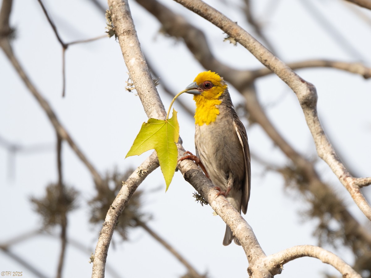 Sakalava Weaver - ML644368428