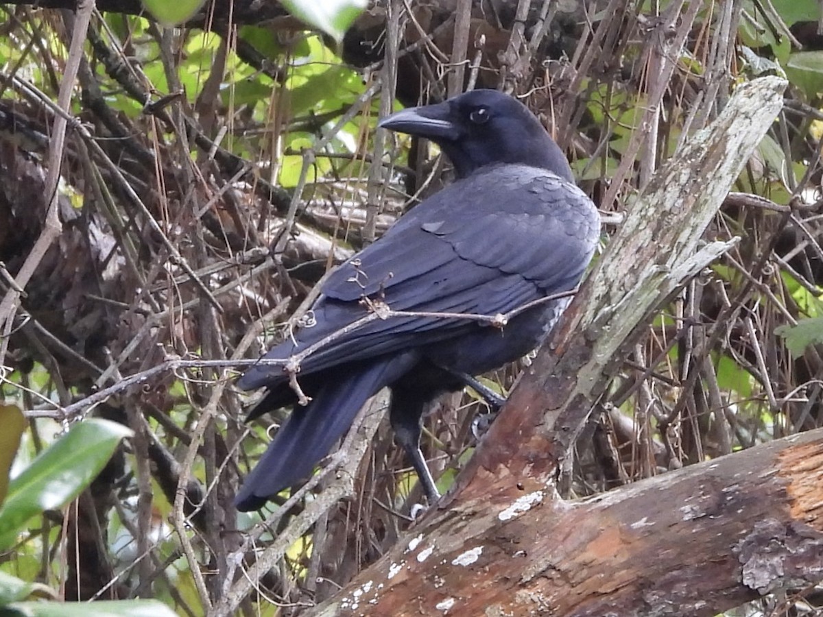 Corneille d'Amérique - ML644368429